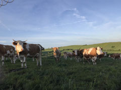 Le Cnaol a présenté au ministre de l'Agriculture des idées d'adaptation des cahiers des charges des AOP laitières, notamment pour s'adapter au changement climatique. Le Cnaol a présenté au ministre de l'Agriculture des idées d'adaptation des cahiers des charges des AOP laitières, notamment pour s'adapter au changement climatique.